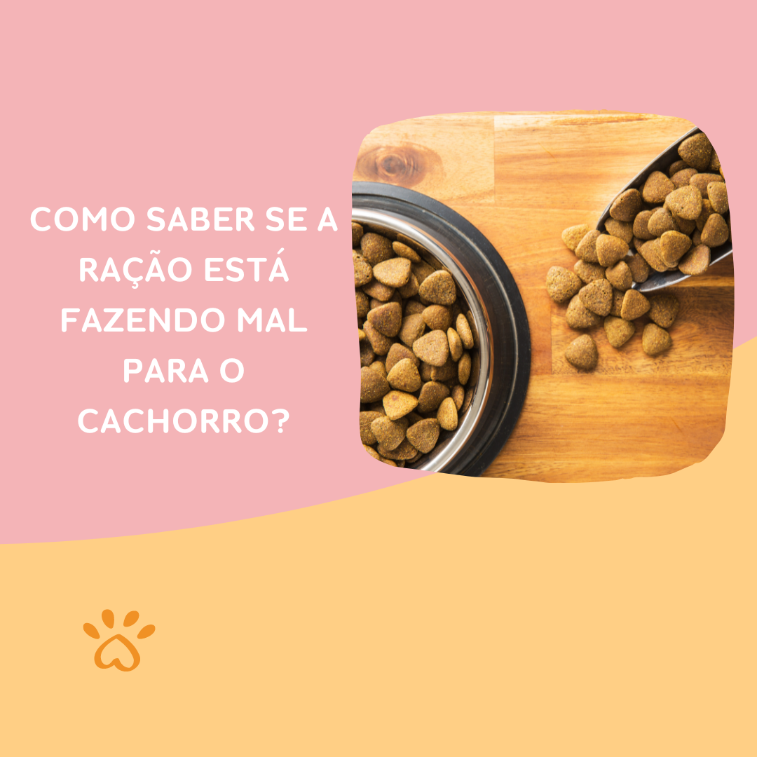 Como saber se a ração está fazendo mal para o cachorro