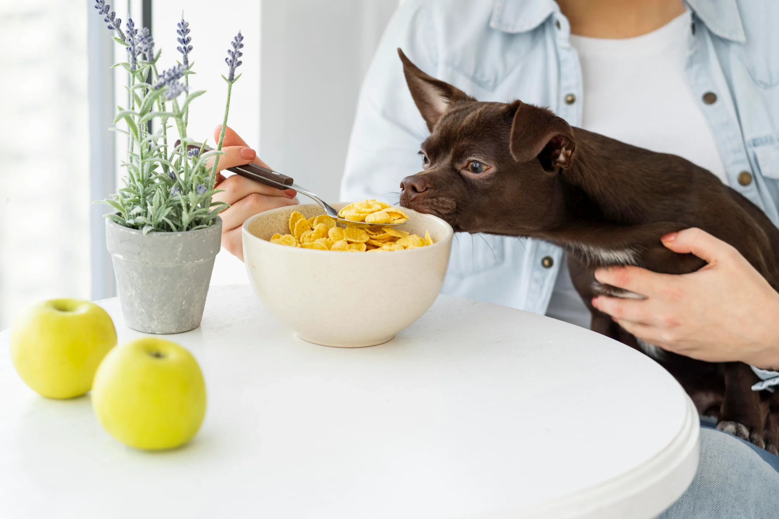 Quais são os legumes que o cachorro pode comer?