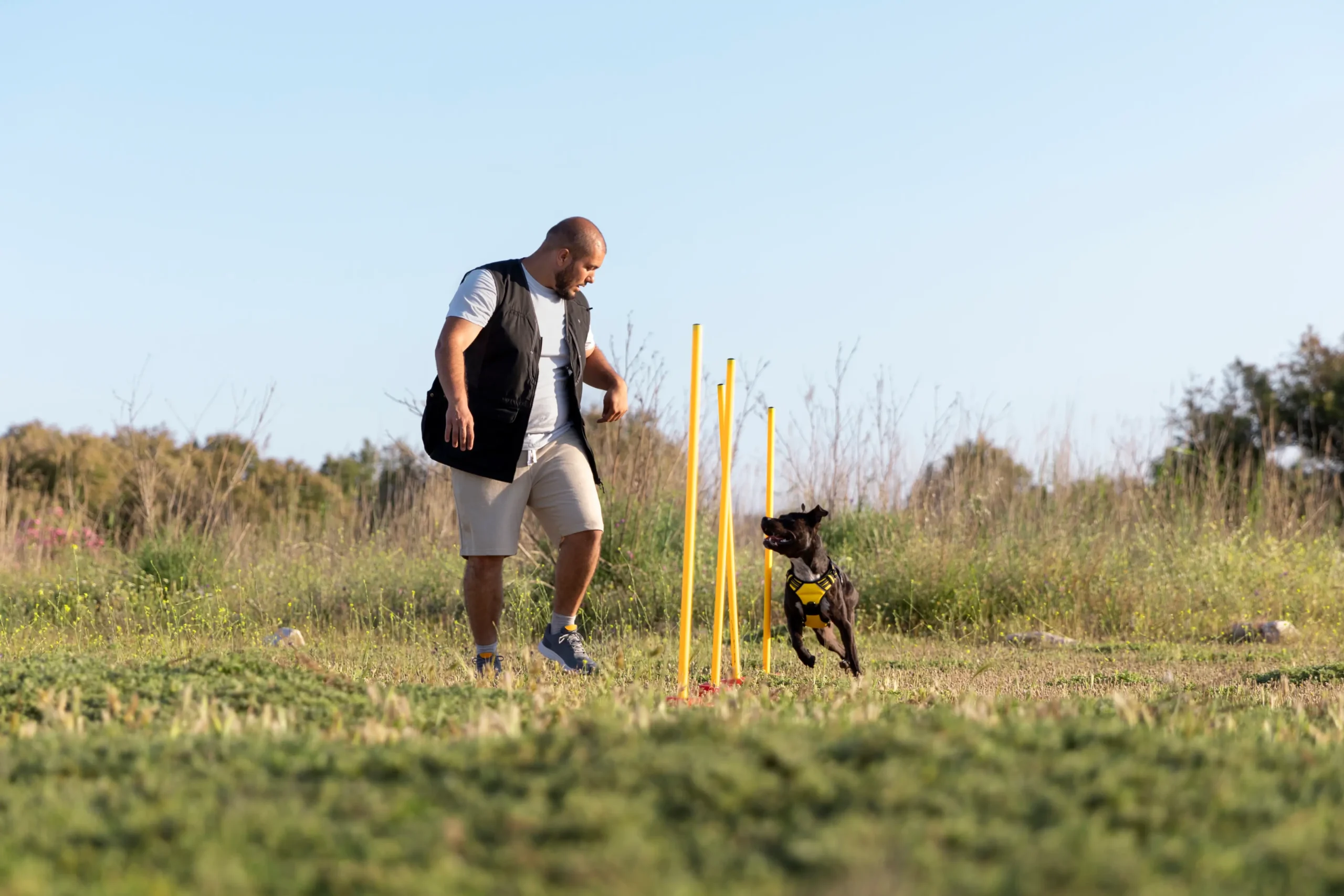Qual a melhor forma de adestrar um cachorro?