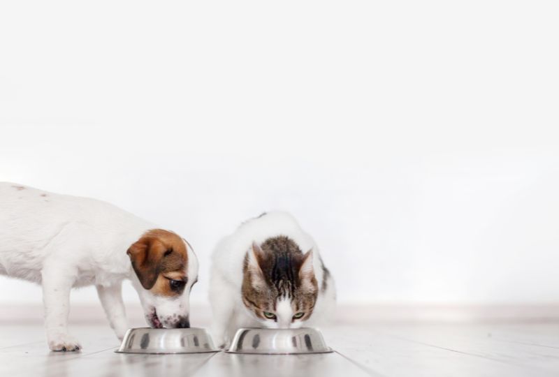 Qual a ração mais nutritiva para cães filhotes?
