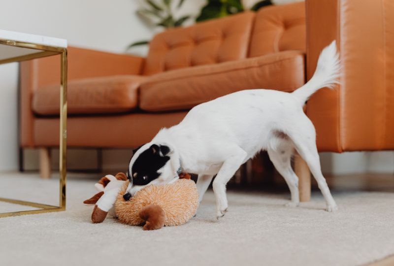 É bom dar brinquedo para cachorro?