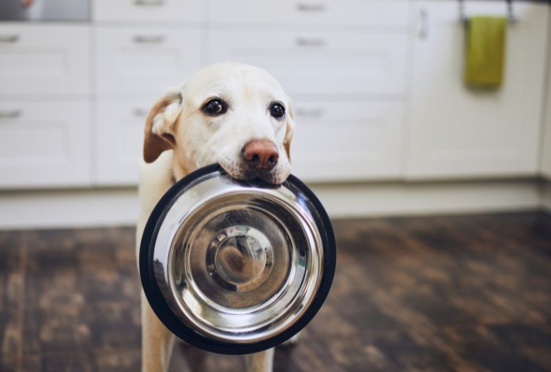 Quais são 5 dicas para escolher a melhor ração para cachorro?