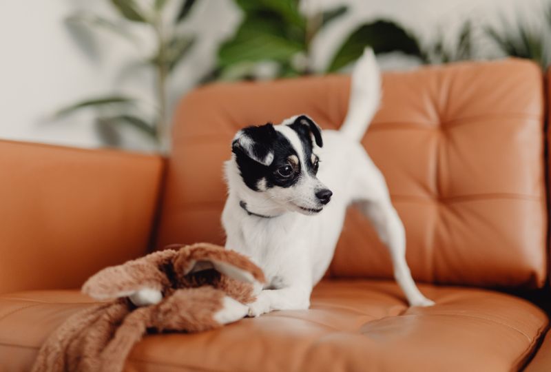 Como animar um cachorro triste?