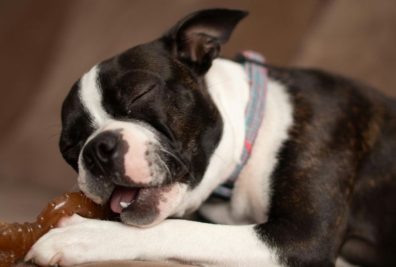 Qual é o brinquedo preferido do cachorro?