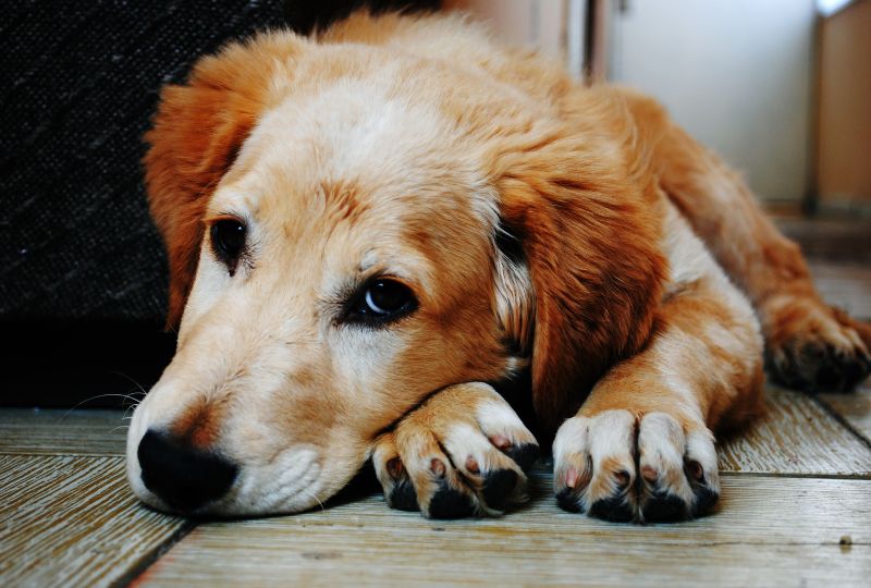 Dicas para manter a casa limpa com pets