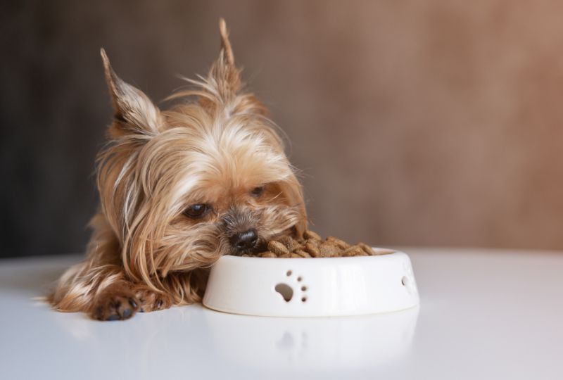 Qual a ração mais natural para cães?