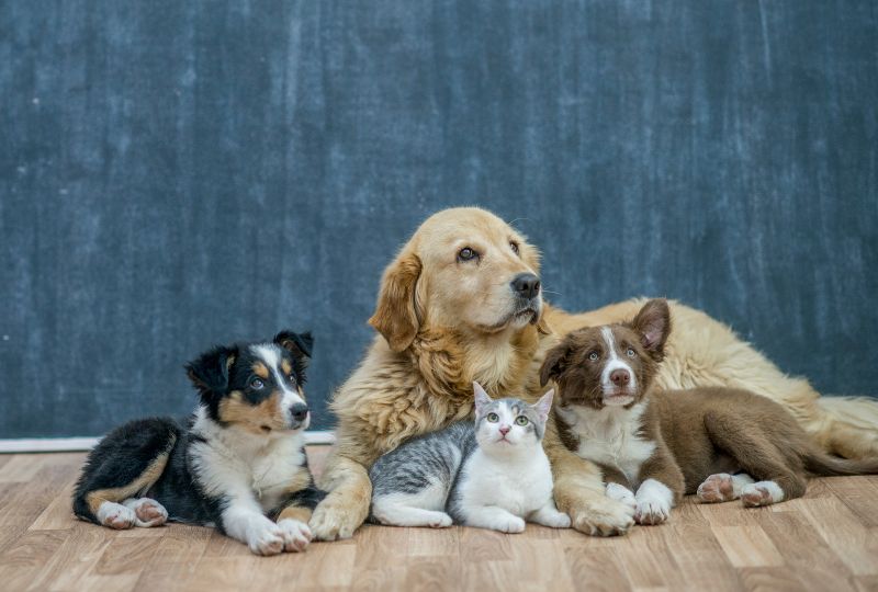 Organizando o espaço do seu pet em casa